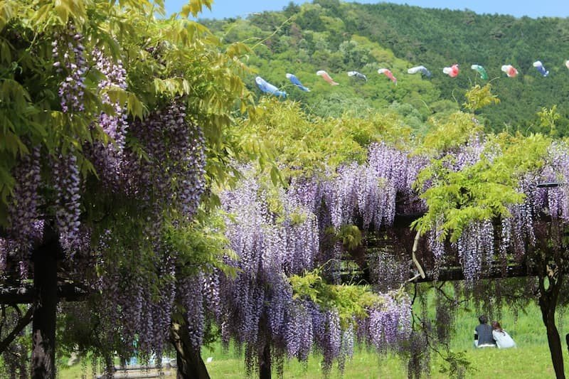 🌳 오미후지 꽃과 녹음의 공원・식물원 (오미후지 카료쿠 코엔・쇼쿠부츠엔) 이미지 1